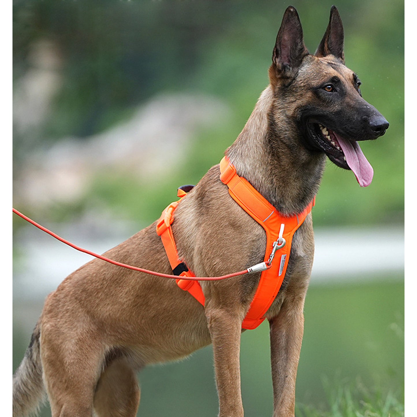 Dog Harness, Trail Running, Walking, Hiking, All-Day Wear